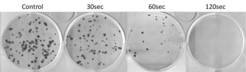Cell culture dishes with tumour cells, which were treated with CAP. From left: control dish (no treatment), 30 seconds, 60 seconds and 120 seconds application of CAP.