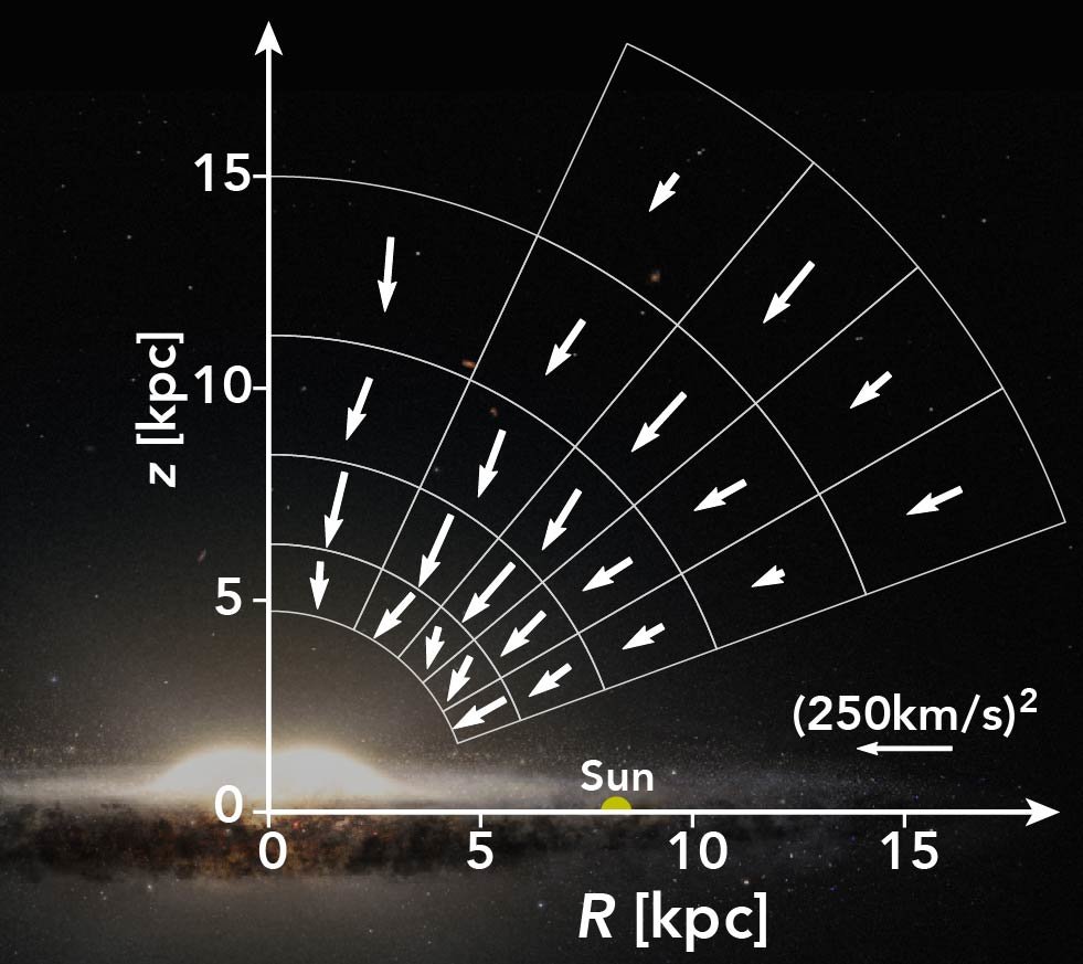 The Milky way's gravitational force field measured from RR lyrae in gaia